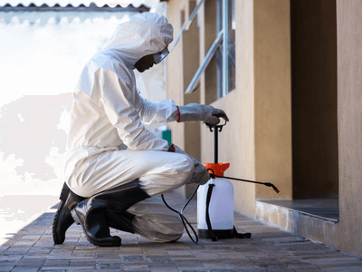 About Oxon Hill Wasp Nest Removal - wasp nest removal experts in Oxon Hill